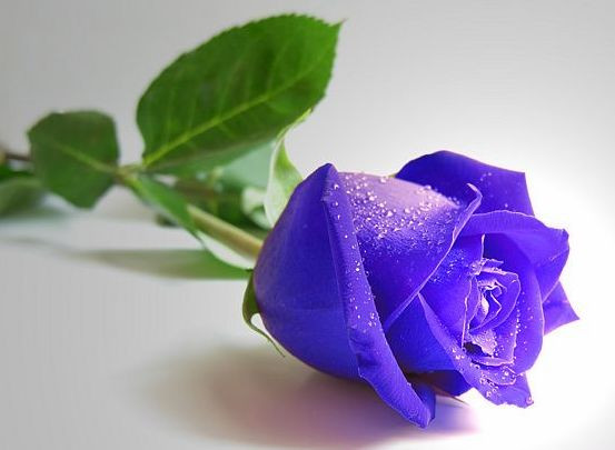紫玫瑰花语--浪漫真情和珍贵独特