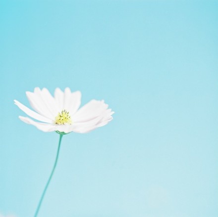 愿你的生活里,每天开出一朵花.