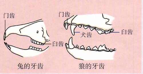 兔和狼的牙齿比较 83.免的牙齿分化为 门齿和 臼齿.