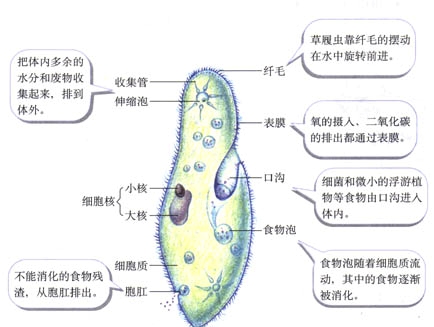 5草履虫jpg