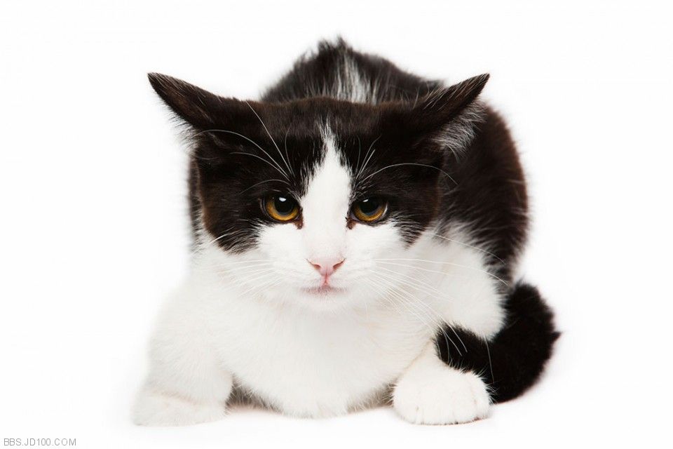 黑背白肚猫图片
